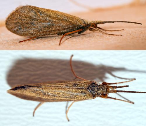 Goera pilosa